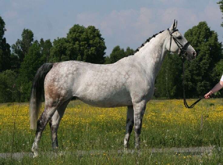 Μικρό άλογο Πολωνίας παζλ online