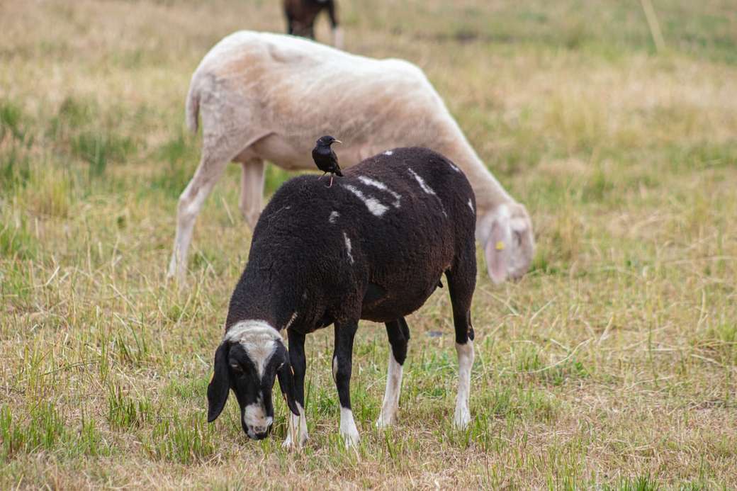 Schafe mit einem Vogel rompecabezas en línea