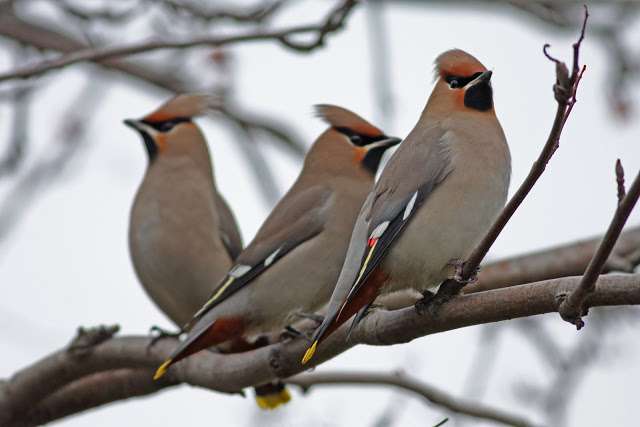 Waxwings nel mio parco :-) puzzle online