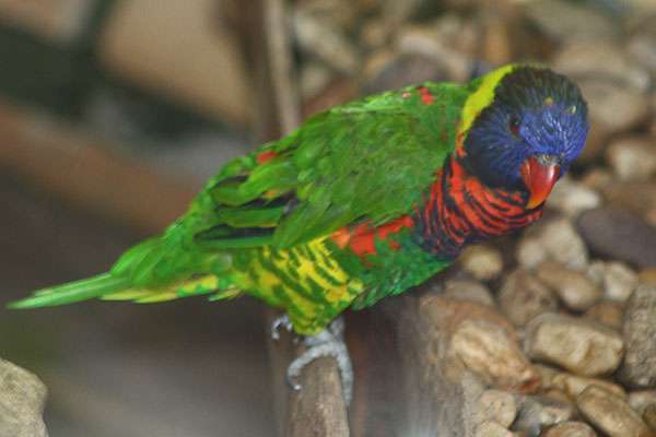 Mountain Lory jigsaw puzzle online