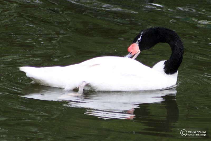 Black-necked swan jigsaw puzzle online