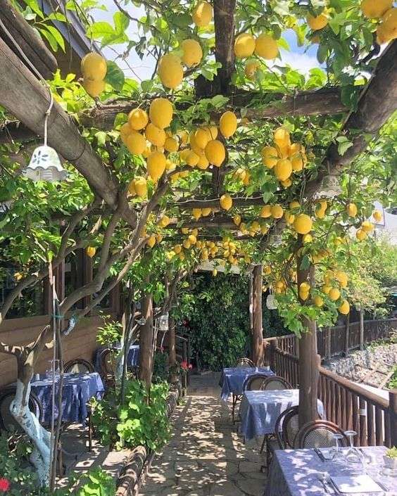 Paraíso do limão puzzle online