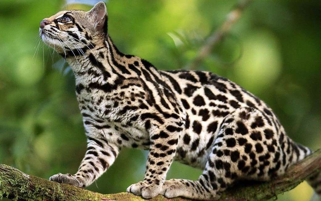ocelot looking somewhere jigsaw puzzle online