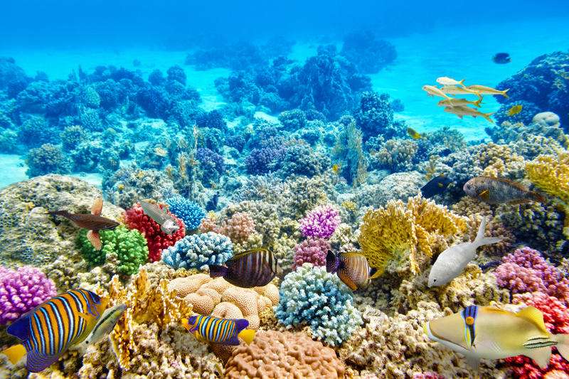 Korálový útes, velmi barevný online puzzle