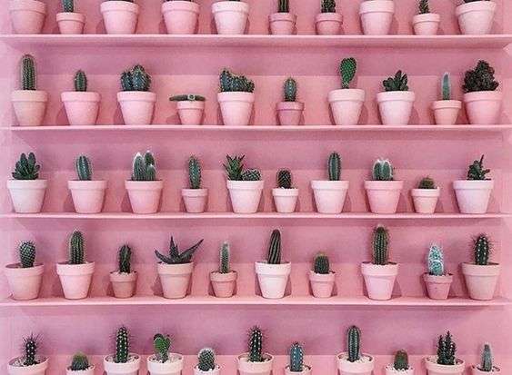 Kaktuski kirakós online