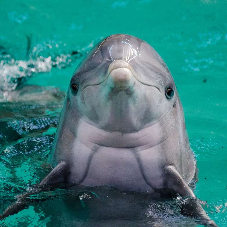 golfinho espera que você dê a ele peixe puzzle online