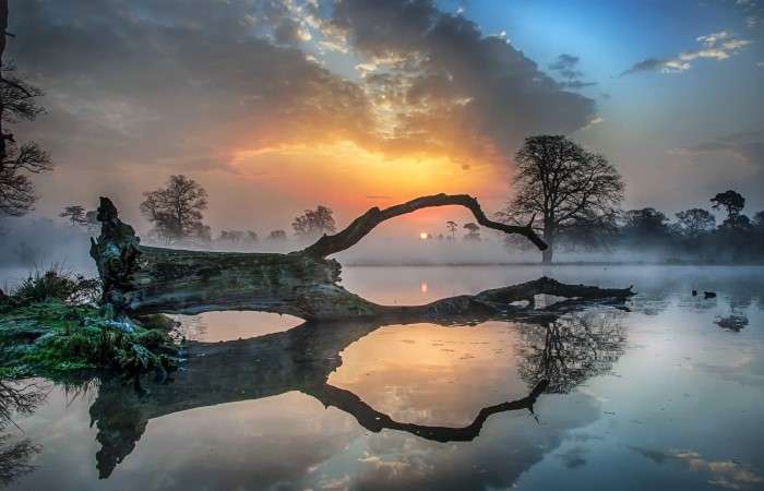 Arbore răsturnat în lac puzzle online