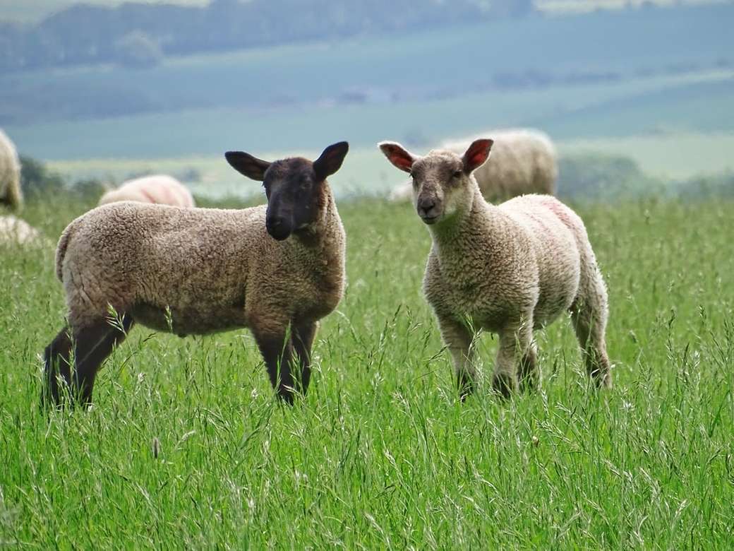 ovelha cinza e branca em campo verde puzzle online