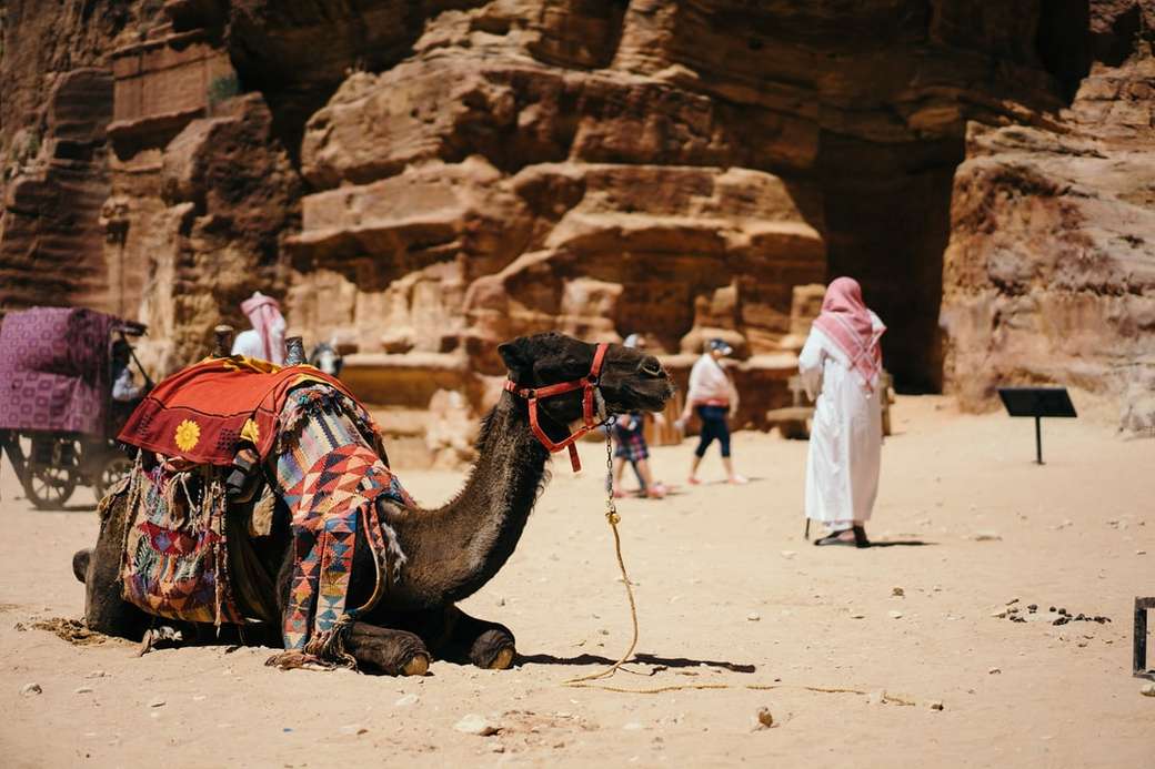 Стоп за почивка на камили онлайн пъзел