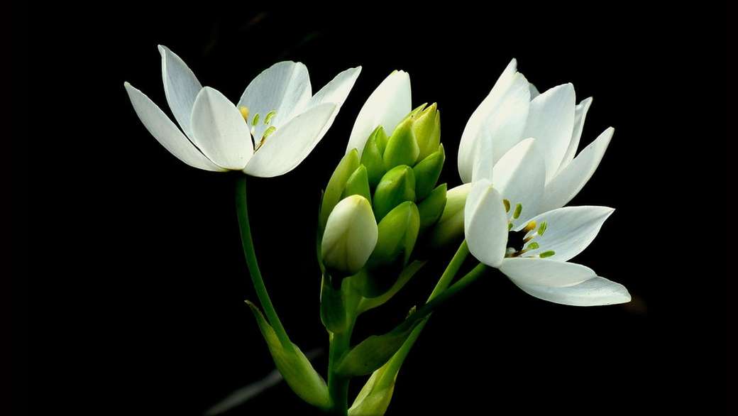 ベツレヘムの花の白い星は写真をクローズアップ ジグソーパズルオンライン