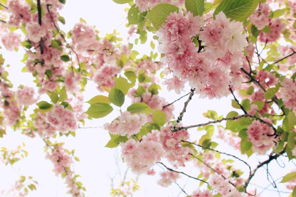 árbol de flor rosa rompecabezas en línea