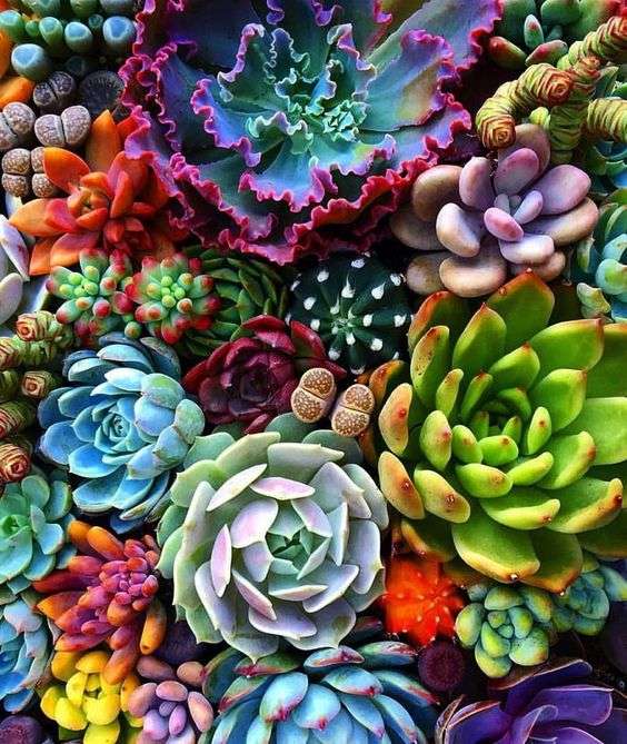 Kaktuszok :) online puzzle
