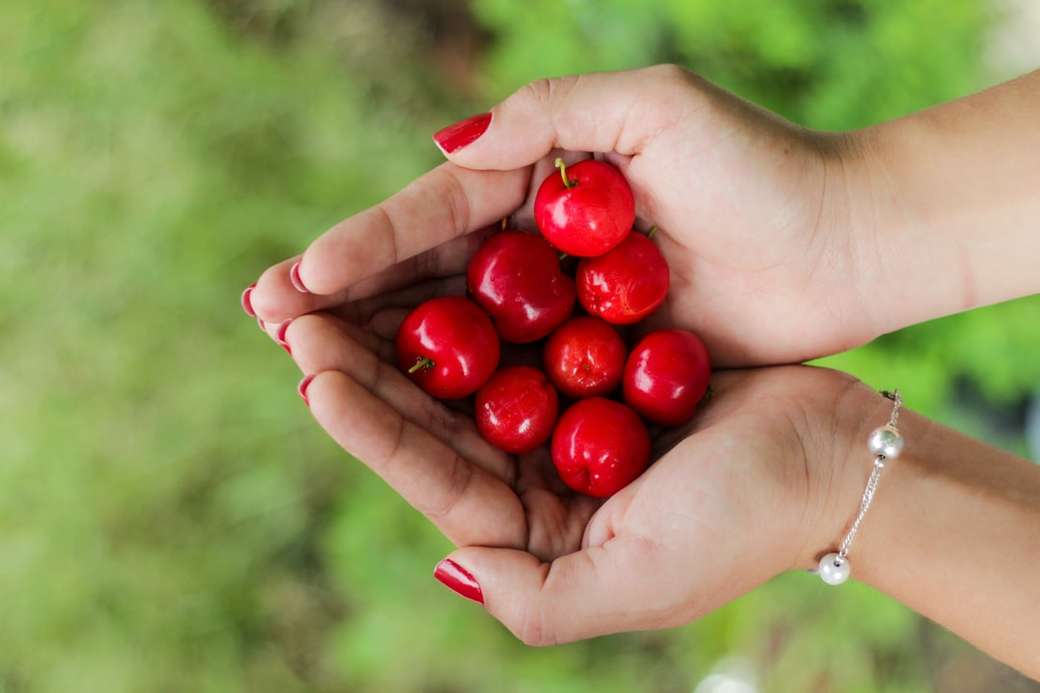 rote Beeren an den Händen der Person Puzzlespiel online