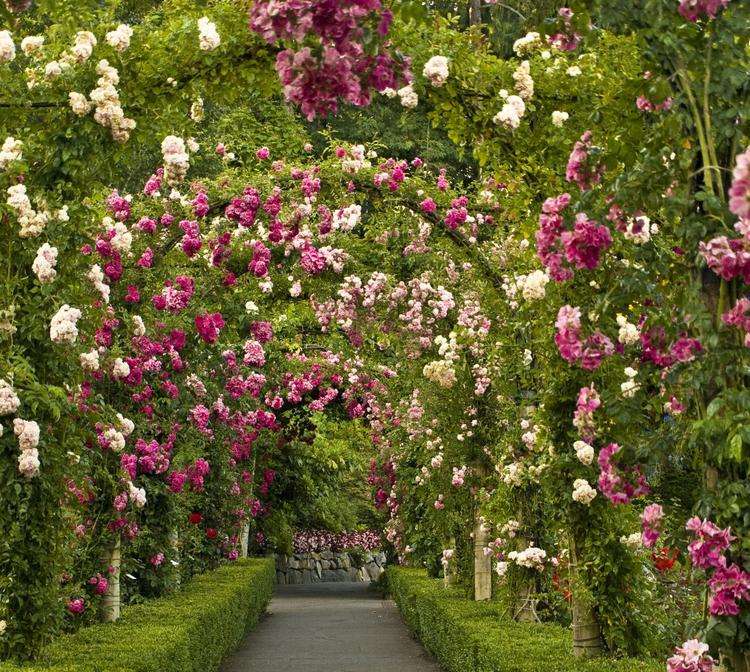 A tunnel of roses. jigsaw puzzle online