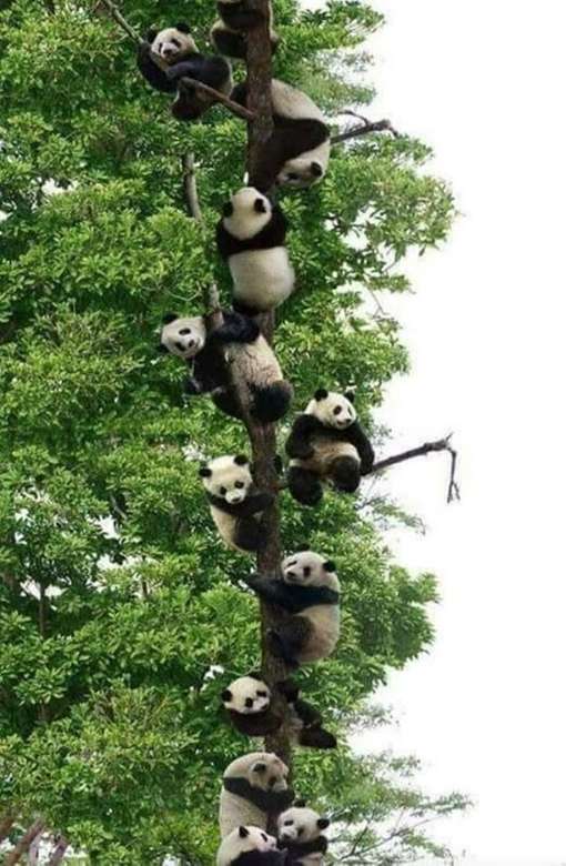 pandy na stromě skládačky online