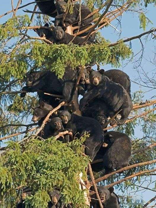nallebjörnar på ett träd Pussel online