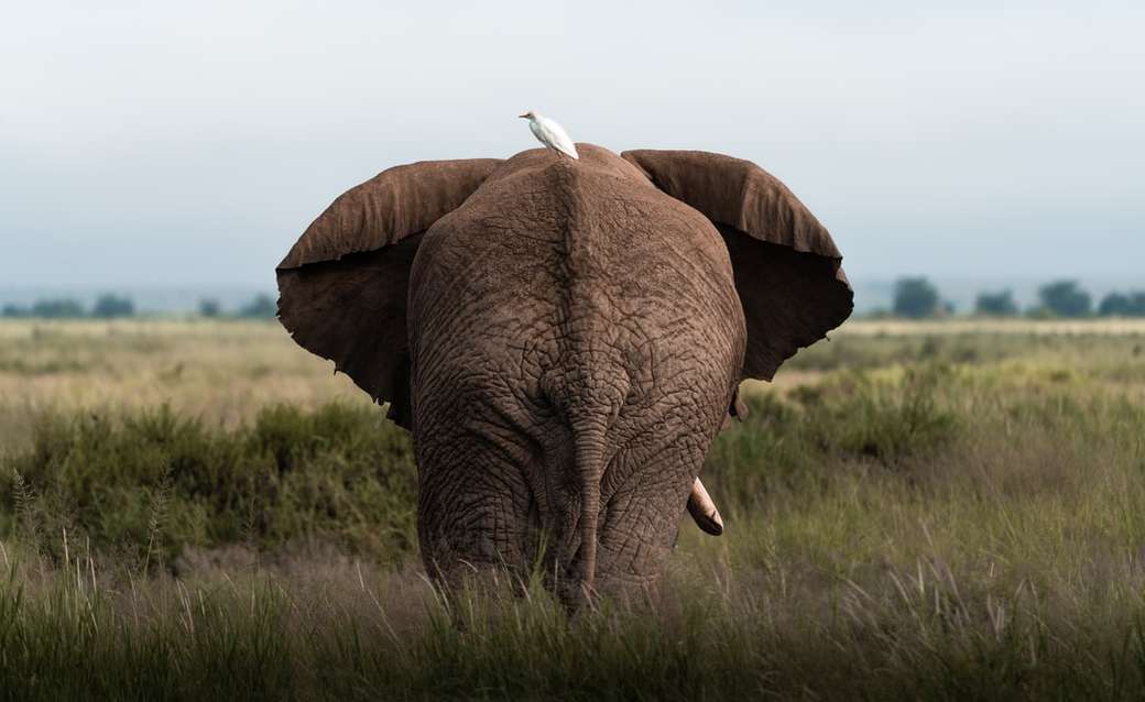 brun elefant på fältet med grönt gräs under dagen pussel på nätet