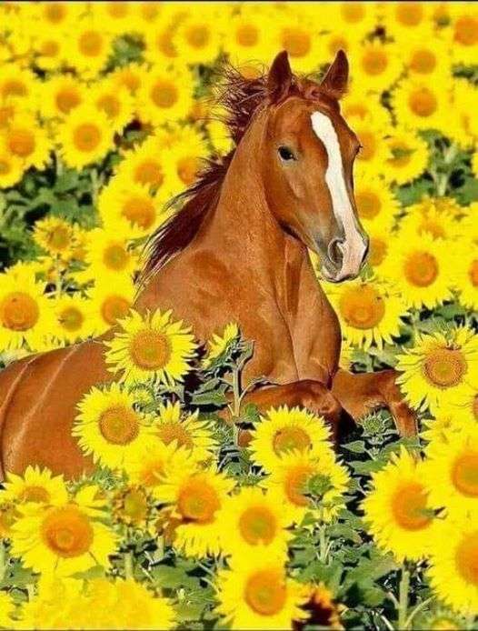 Pferd zwischen Sonnenblumen Online-Puzzle