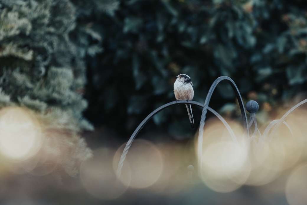 καφέ και άσπρο πουλί σε κλαδί δέντρου online παζλ