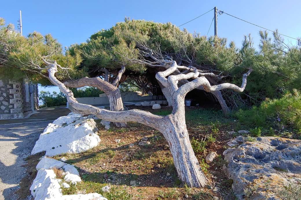 originele boom in Griekenland legpuzzel online