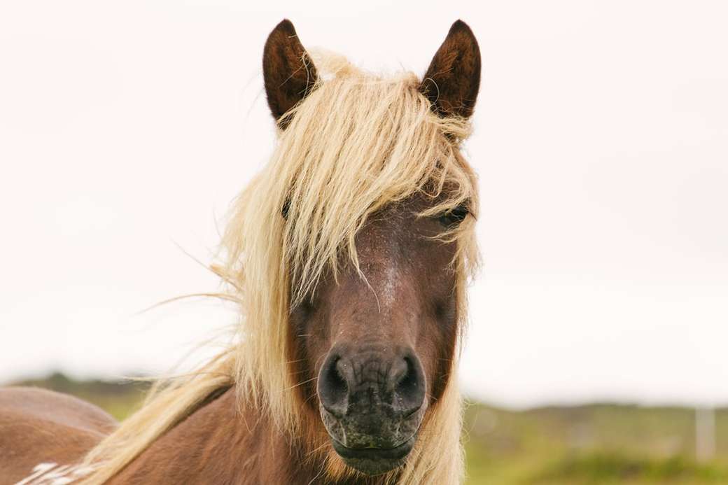 bruin paard close-up foto online puzzel