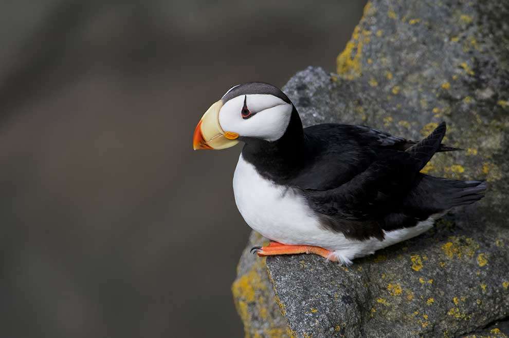 Pacific Puffin jigsaw puzzle online