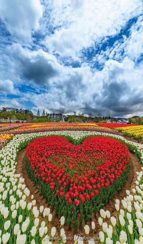 Coeur de tulipe. puzzle en ligne