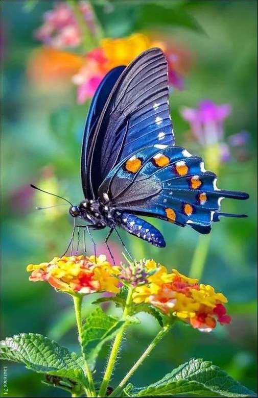 Blauer Schmetterling. Online-Puzzle