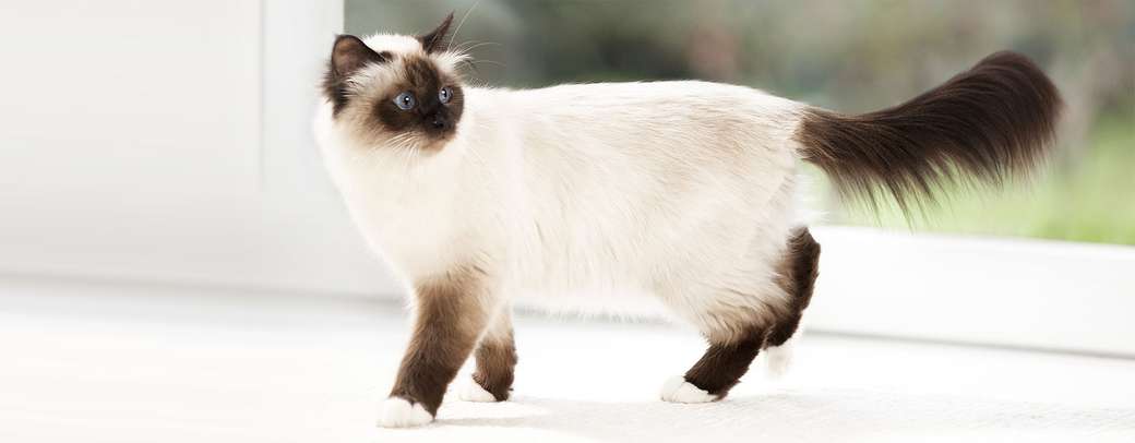 Siamese katt för små barn Pussel online
