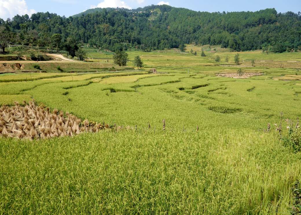рисовые поля пазл онлайн