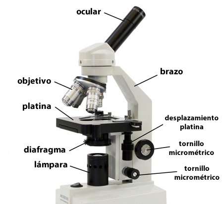 microscopio rompecabezas en línea