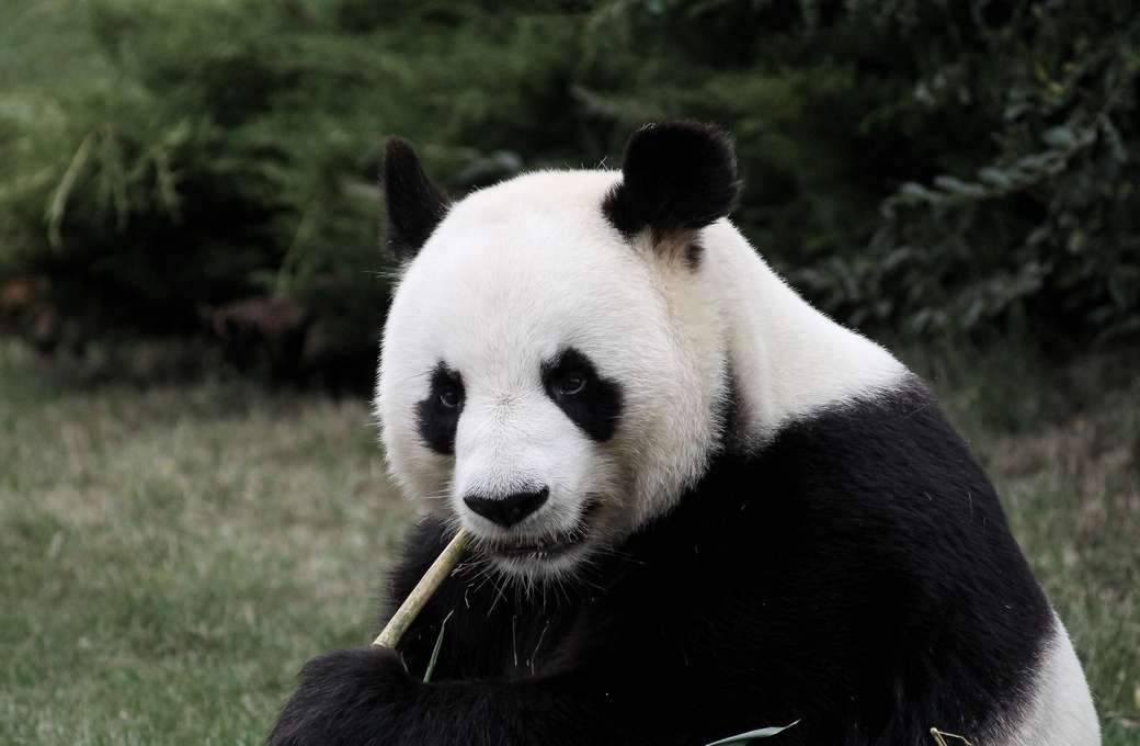 панда онлайн пъзел