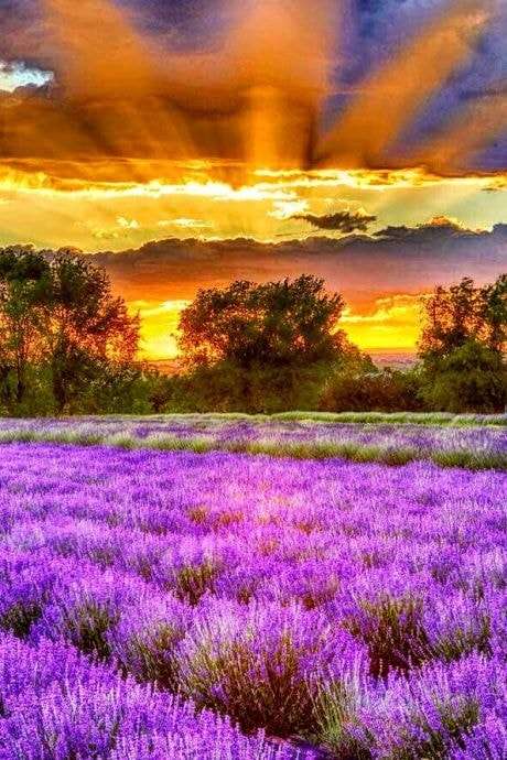 Lavender field. online puzzle