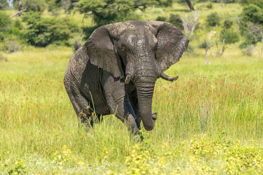 Éléphant, Botswana puzzle en ligne