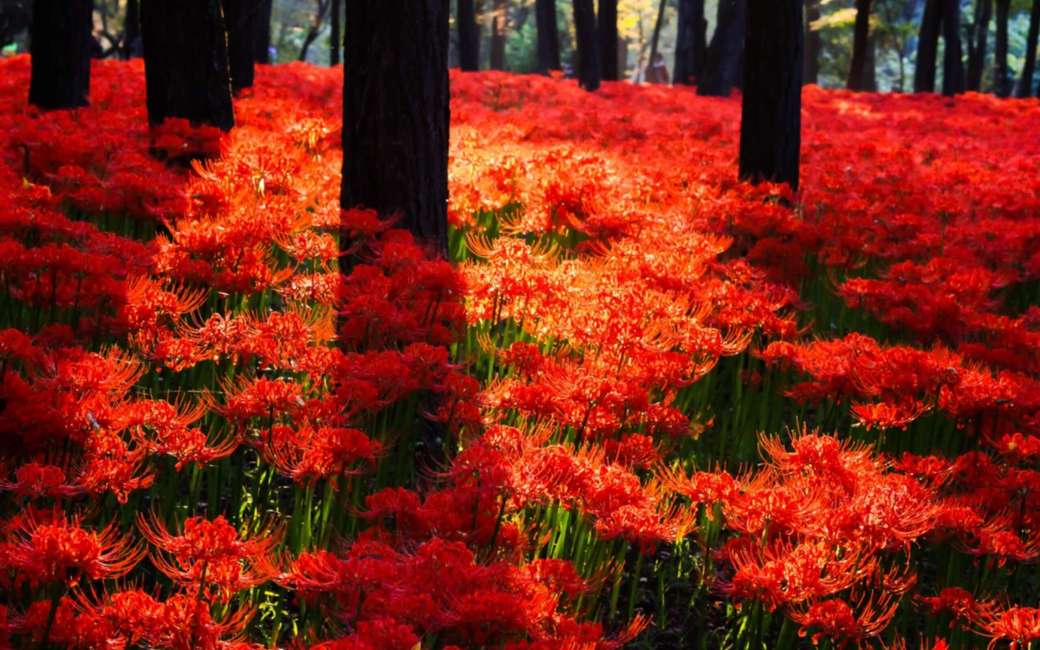 Röd matta av blommor i Japan pussel på nätet