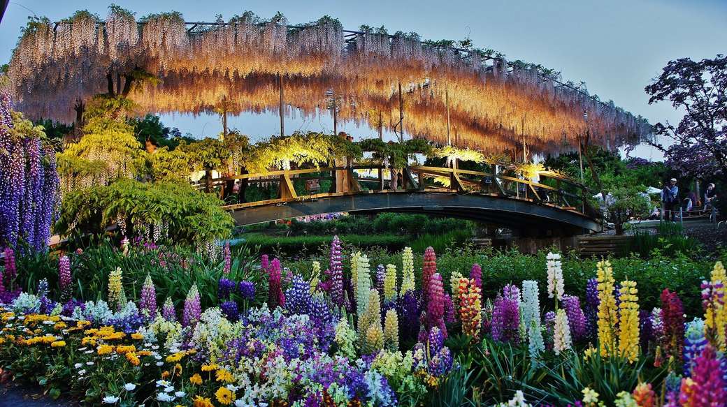 Parcul de flori Ashikaga puzzle online