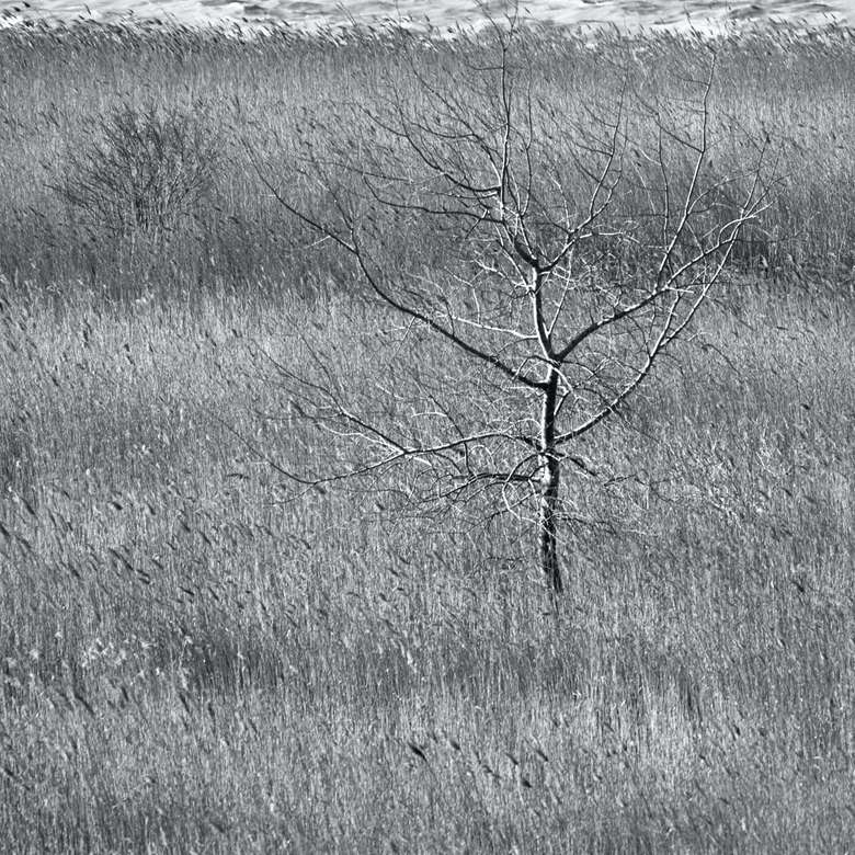 lövfritt träd på grått fält Pussel online