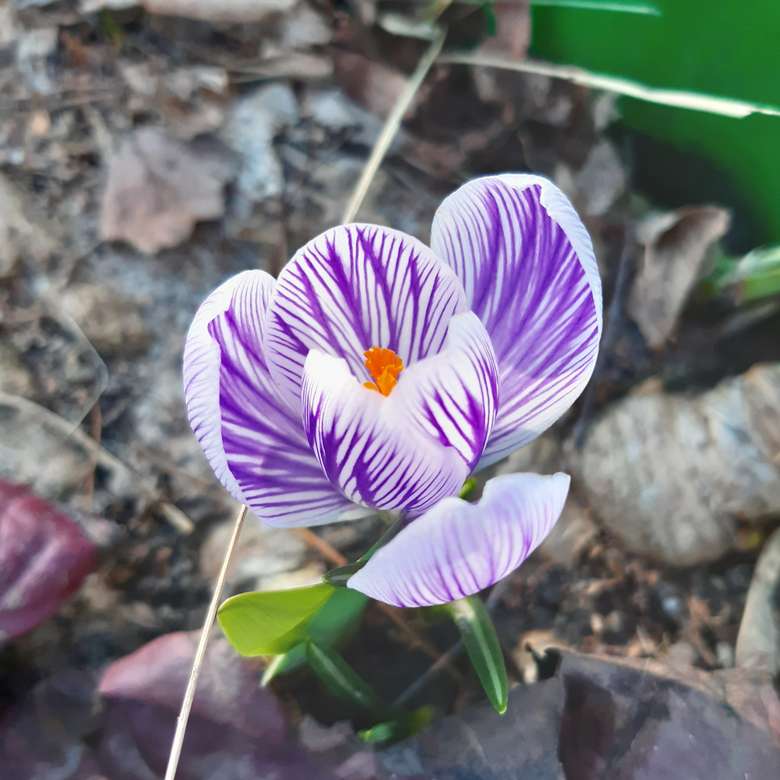 two-colored crocus jigsaw puzzle online