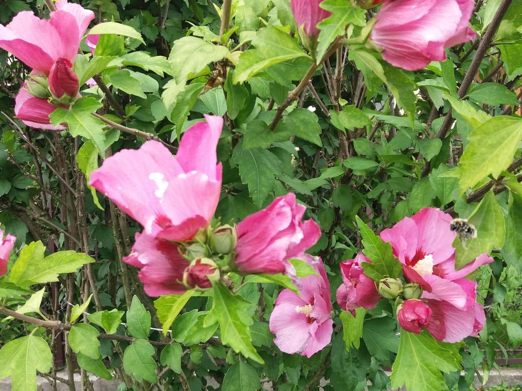 blommande hibiskus pussel på nätet