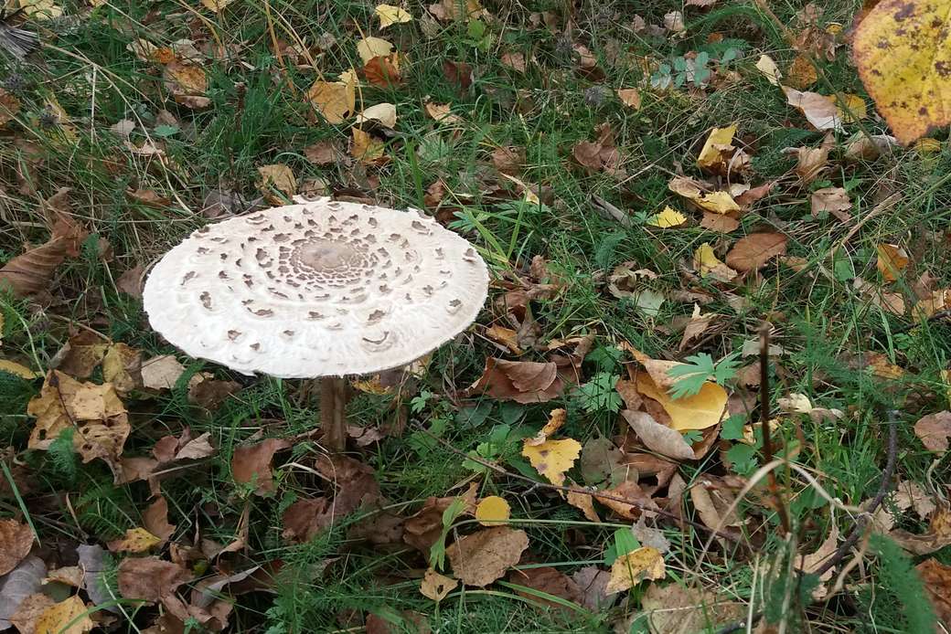 paddenstoel in het bos online puzzel