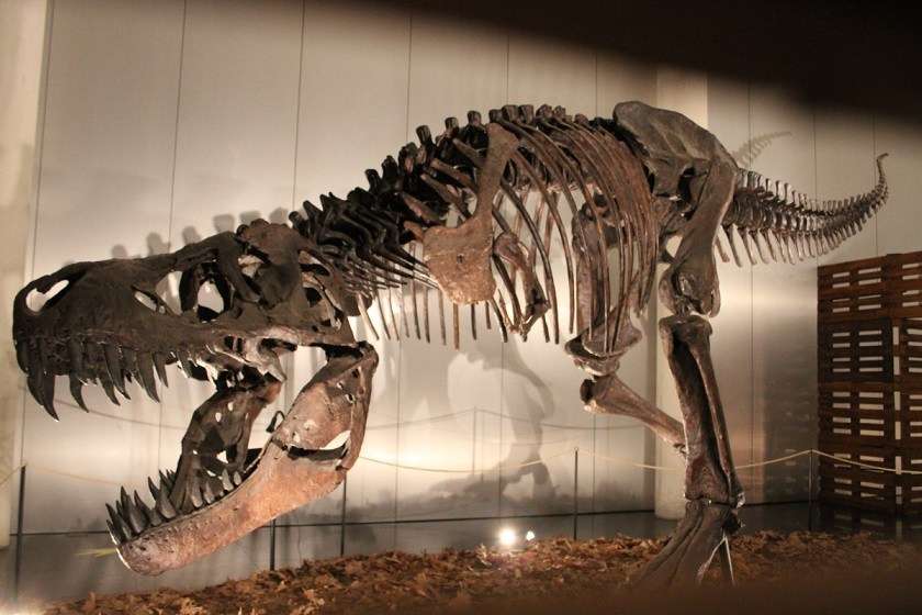 dinosaurio fosil rompecabezas en línea