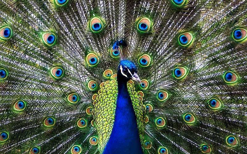 Peacock jigsaw puzzle online