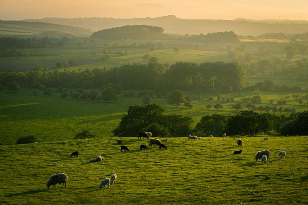 Spring evening in Yorkshire. jigsaw puzzle online