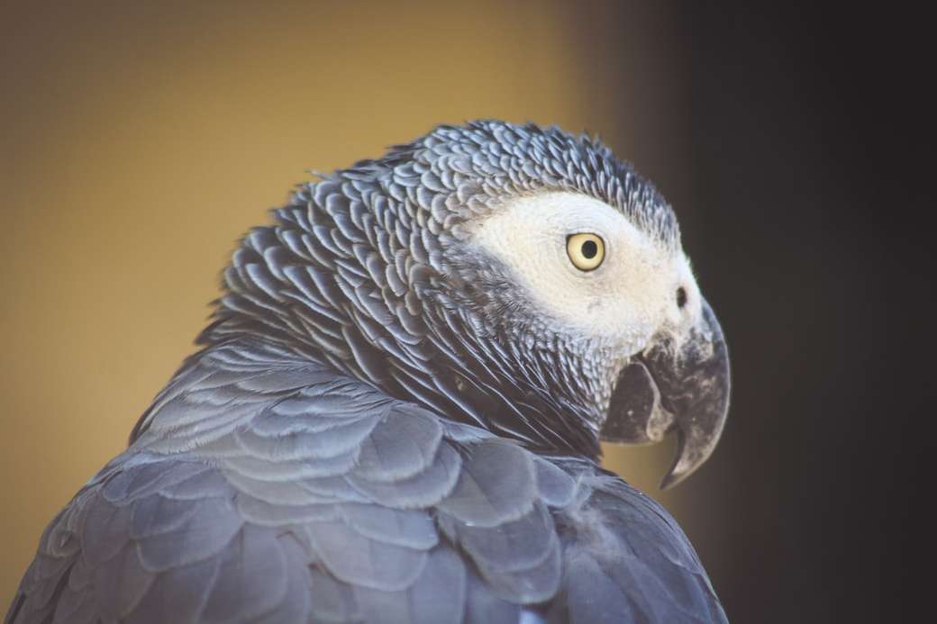 close up of the head of a gray parrot jigsaw puzzle online