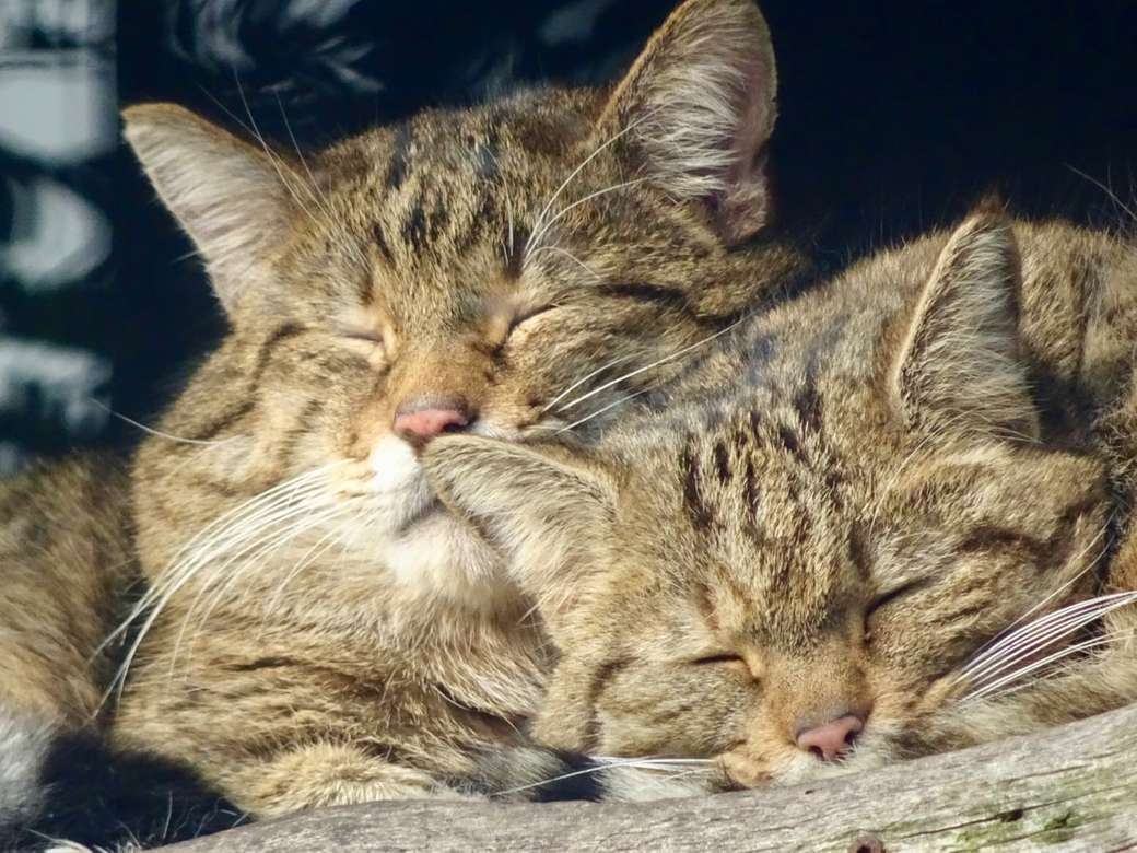 καφέ τιγρέ γάτα ξαπλωμένη σε γκρι υφάσματα online παζλ