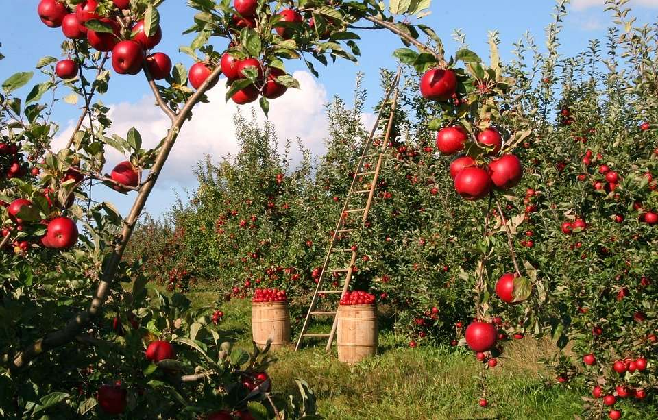 Äppelröd äppelträdgård Pussel online