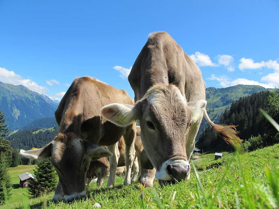 Крави -Австрия- Пасища-пейзаж онлайн пъзел