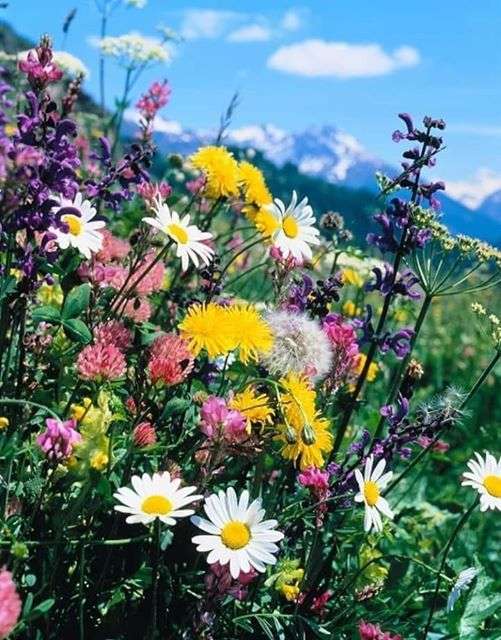 полевые цветы высоко в горах пазл онлайн