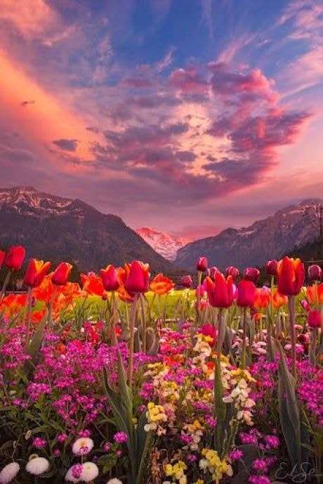 Цветы у подножия гор. пазл онлайн