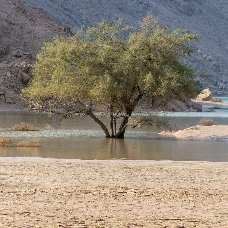 коричневое дерево возле водоема в дневное время пазл онлайн